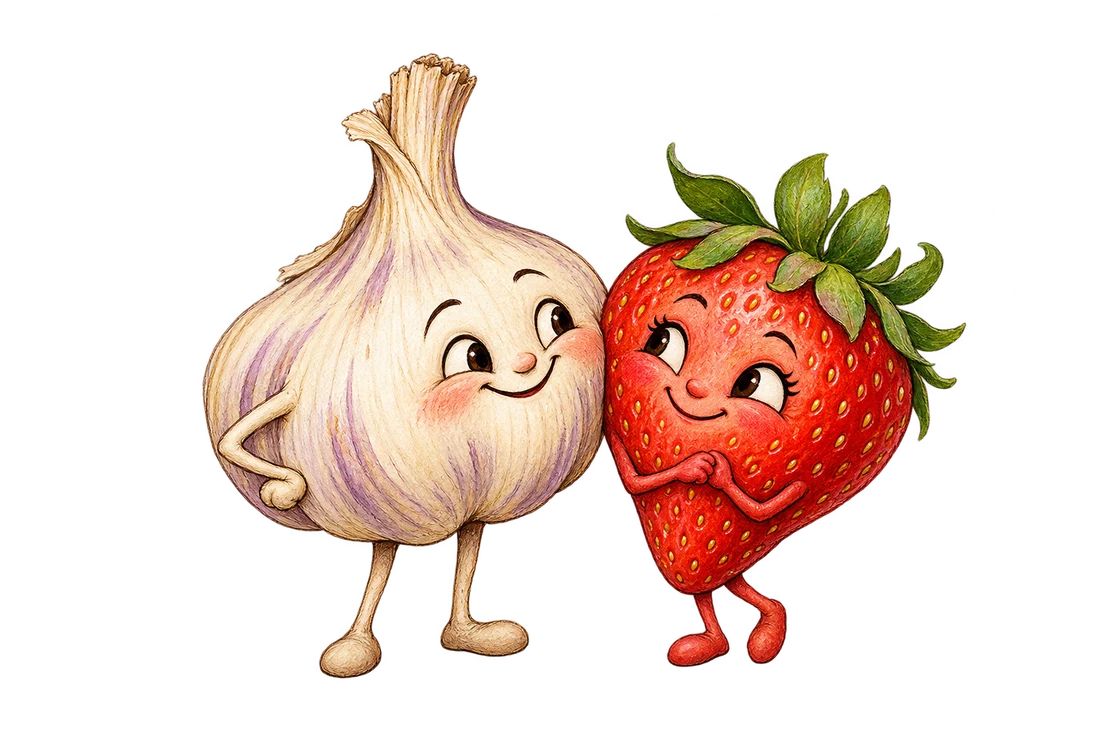 A smiling garlic bulb and strawberry, Cookbook’s two kitchen companions.